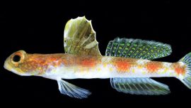 BRIN Temukan Spesies Baru Ikan Gobi Udang di Banyuwangi, Dinamai Tomiyamichthys oriens